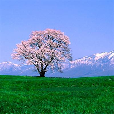 法老不是要退圈吗