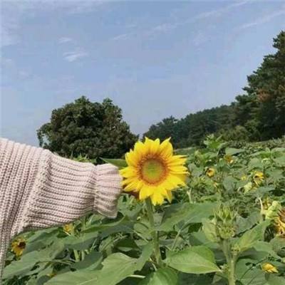 日本全国范围内流感流行达警报级别