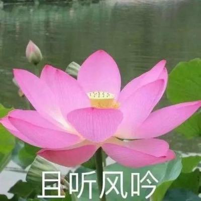 昨日门票卖光！黑龙江省委副书记：把握机遇