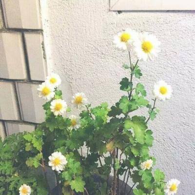 遛娃神器？伤娃利器！ 生产门槛不高 加工程序简单