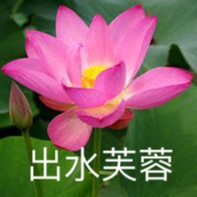 用好技术种出好粮食（现场评论·端稳饭碗装好粮④）